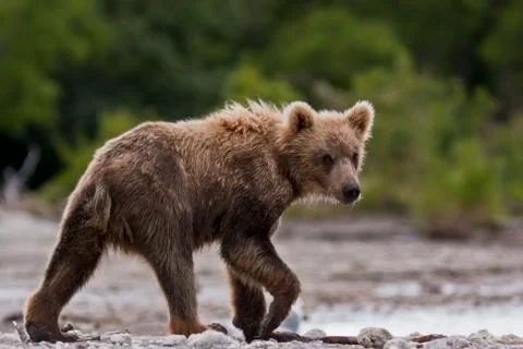 Bear cubs Stock Photos