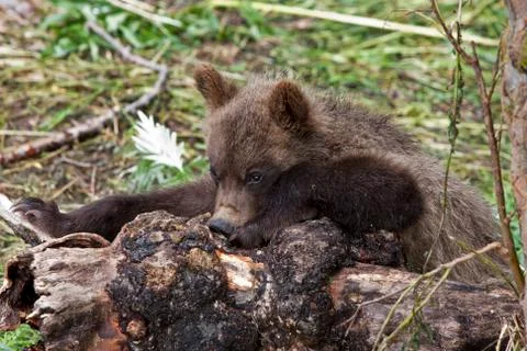 Bear cubs Stock Photos