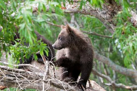 Bear cubs Stock Photos