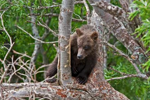 Bear cubs Stock Photos