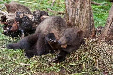 Bear cubs Stock Photos