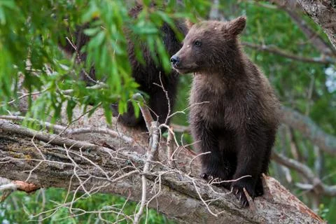 Bear cubs Foto stock