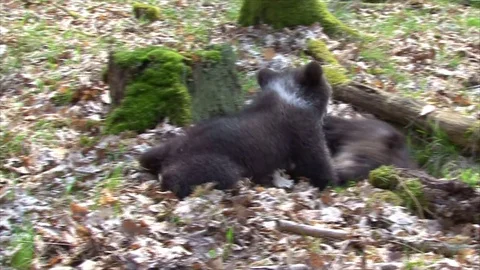 Bear cubs playing Stock Footage 77642176