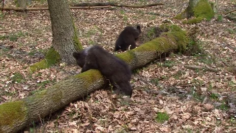 Bear cubs playing Stock Footage 77642720