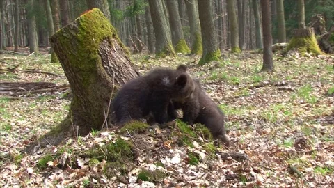 Bear cubs playing Stock Footage 77643220