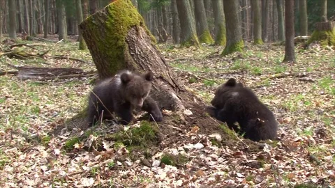 Bear cubs playing Stock Footage 77643426