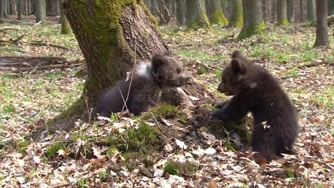 Bear cubs playing Stock Footage 77643634