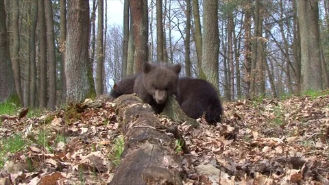 Bear Cubs Playing Stock Footage 77645733