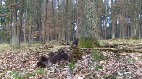 Bear Cubs Playing Stock Footage 77645837