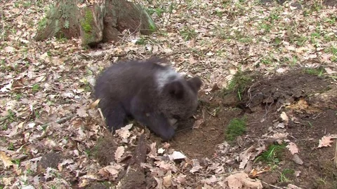 Bear cubs playing Stock Footage 77645865