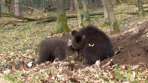 Bear cubs playing Stock Footage 77646249