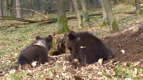 Bear cubs playing Stock Footage 77646270