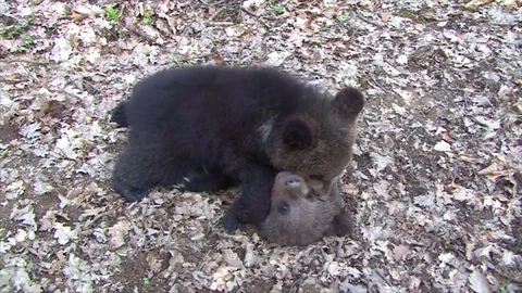 Bear cubs playing in leaves Stock Footage 77643988