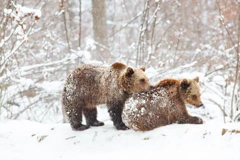 Bear cubs playing in snow Stock Photos