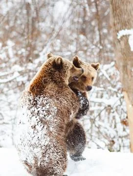 Bear cubs playing in snow Stock Photos