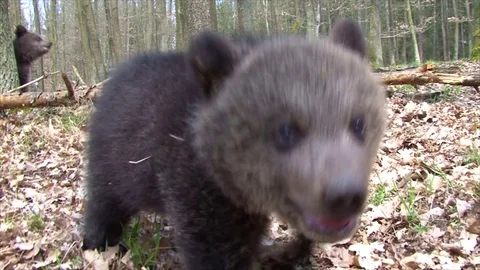 Bear cubs playing together Stock Footage 77642329