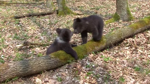 Bear cubs playing together Stock Footage 77643096