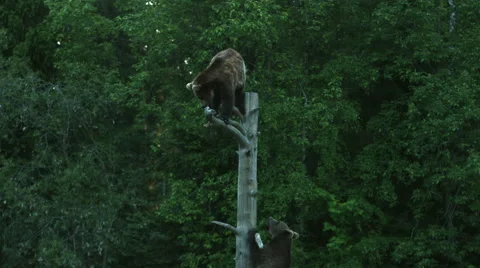 Bear cubs playing in tree Stock Footage 49150739