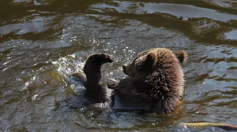 Bear cubs playing in the water Stock Footage 53063710