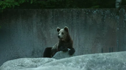 Bear cubs on rocks Stock Footage 49684857