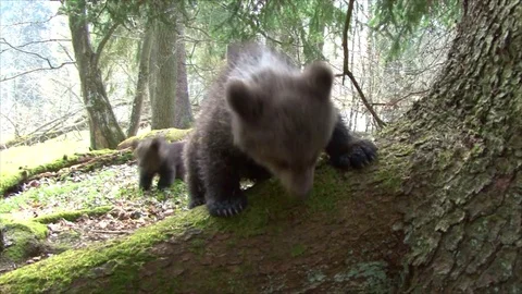Bear cubs running forward to camera Stock Footage 77644486
