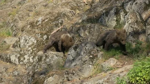 Bear Cubs Running out of River and up a cliff to Mother Bear Video stock 134655660