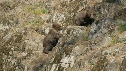 Bear Cubs Running out of River and up a cliff to Mother Bear | Slowmotion | Vídeo Stock 134655929