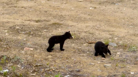Bear Cubs in the Wild Stock Footage 34174410