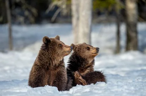 Bear cubs in winter forest. Bear cub sit on the snow and raised his paw. Natu Stock Photos