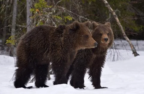 Bear cubs in winter forest. Natural habitat. Brown bear, Scientific name: Urs Stock Photos