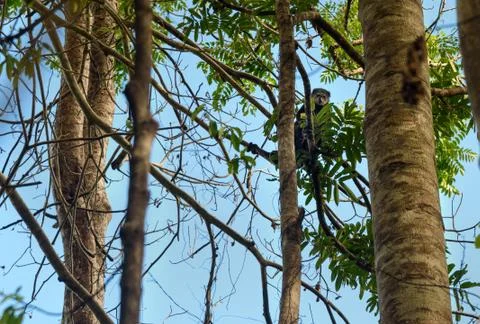 Bear Cuscus (Ailurops ursinus) in tree Stock Photos