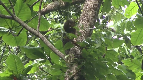 Bear Cuscus climb tree in the afternoon rains Stock Footage 55371074