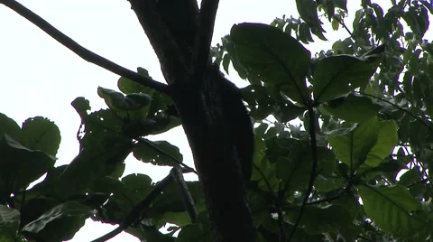 Bear Cuscus climbing down rainforest tree slowly in the evening Stock-Footage 55371274