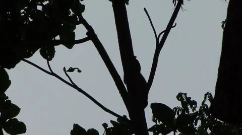 Bear Cuscus climbing down rainforest tree slowly in the evening Stock Footage 55371324