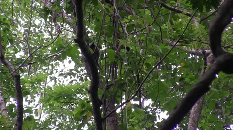 Bear Cuscus climbing down rainforest tree slowly in the evening Stock Footage 55372073