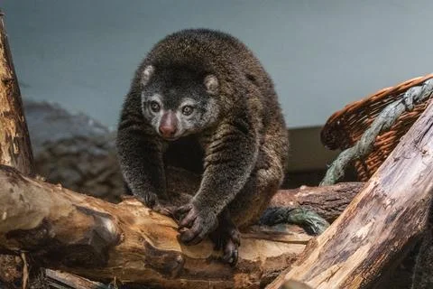 Bear cuscus, Phalanger Maculatus with baby on her back Stock Photos