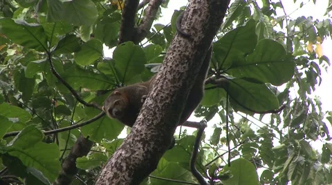 Bear Cuscus rest on branch looking around and climb tree slowly in the rains Stock Footage 55371109