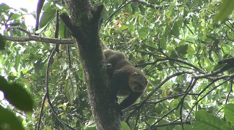 Bear Cuscus sit on branch high up in rainforest tree looking down Stock Footage 55372296