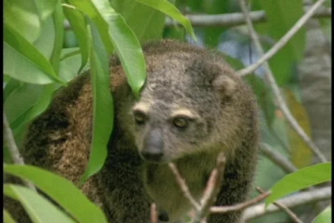 A Bear Cuscus walks along a tree limb in Borneo, Indonesia . 库存影片 339218