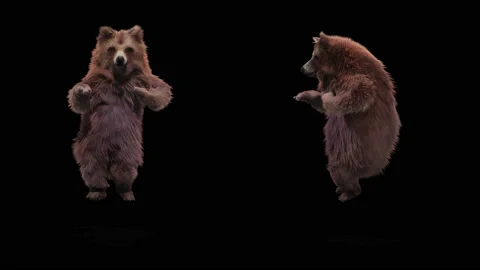 Bear Dancing, With Alpha Matte. Stock Footage 136126847