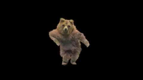 Bear Dancing, With Alpha Matte. Stock Footage 148279847