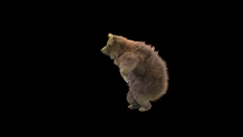 Bear Dancing, With Alpha Matte. Stock Footage 148279850