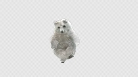 Bear Dancing, With Alpha Matte. Stock Footage 148340948