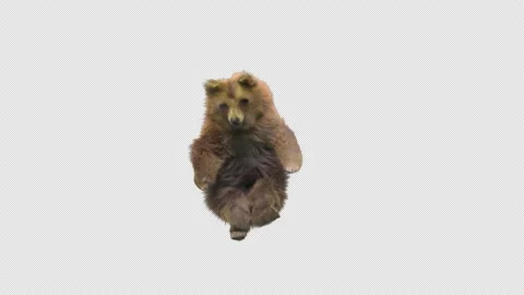 Bear Dancing, With Alpha Matte. Stock Footage 148340951