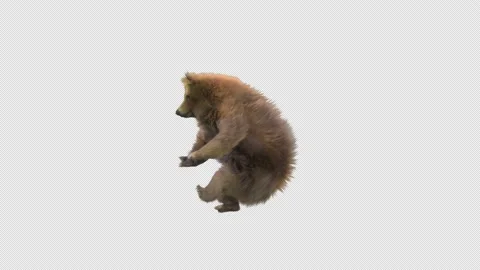 Bear Dancing, With Alpha Matte. Stock Footage 148340976