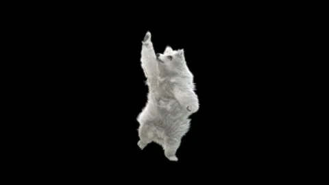 Bear Dancing, With Alpha Matte. Stock Footage 149077411