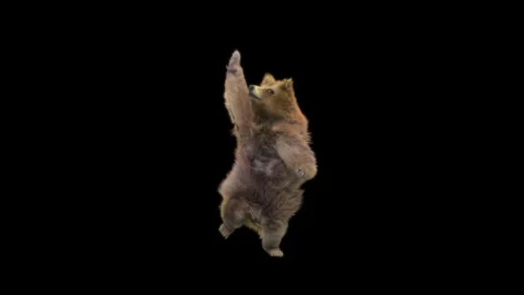 Bear Dancing, With Alpha Matte. Stock Footage 149077499