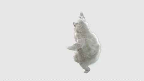Bear Dancing, With Alpha Matte. Stock Footage 149078409