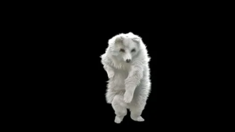 Bear Dancing, With Alpha Matte. Stock Footage 149309527
