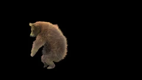 Bear Dancing, With Alpha Matte. Stock Footage 149309538